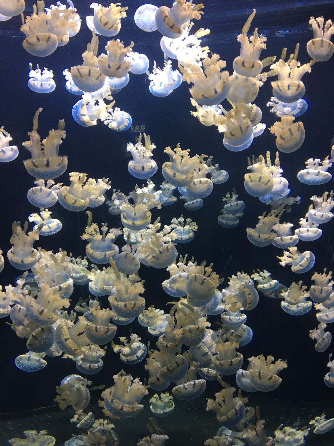 S.E.A 海洋馆水母（S.E.A.Aquarium Jellyfish）